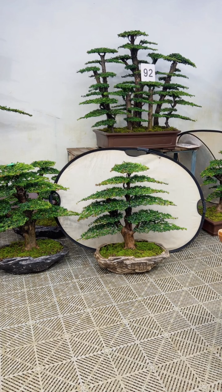 无花朵南****树一物一拍一物一拍