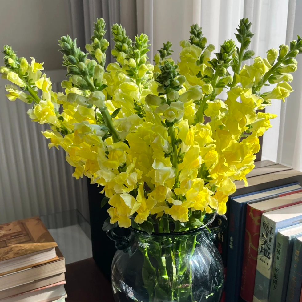 【一品花集】【黄色】金鱼草  云南昆明基地直发家用鲜花