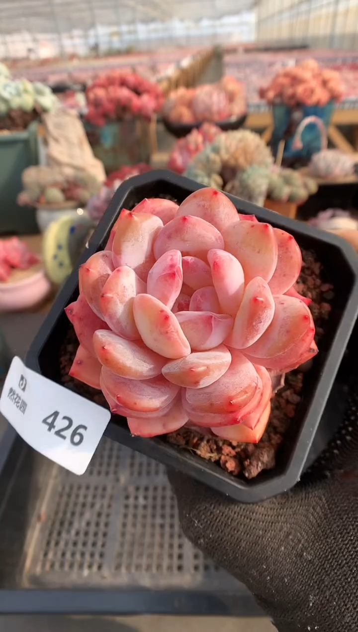 【闪购商品】426雪天使一物一拍