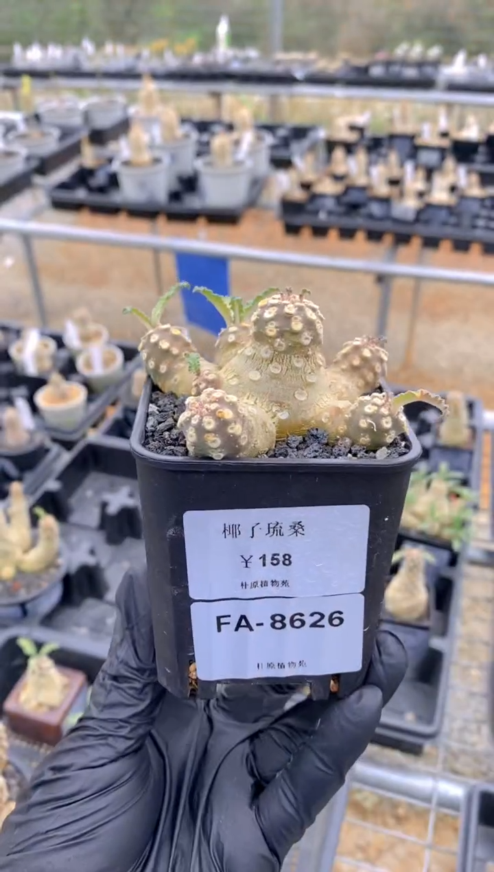 【闪购商品】椰子琉桑FA-8626