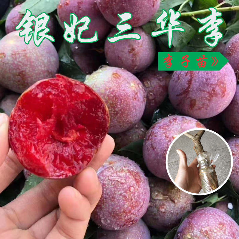 一树一拍正宗广东钱排三华李苗 高压苗圈枝苗可盆栽可地栽果树苗