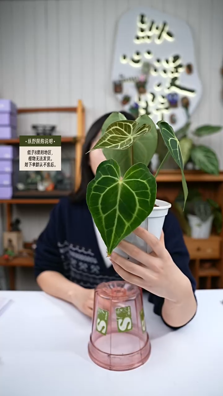 完全开放y94克莱恩