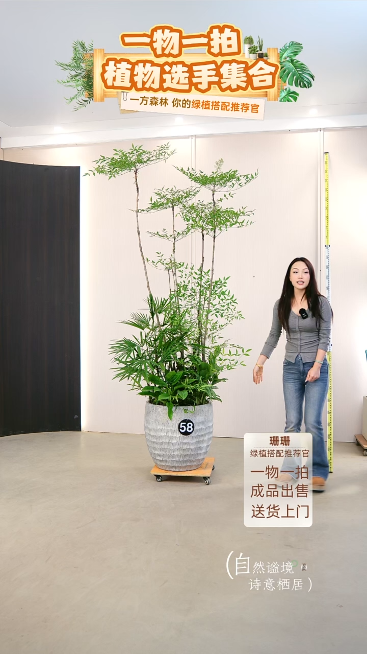 无花朵午****戒杂木风组合盆栽-主枝火焰南天竹