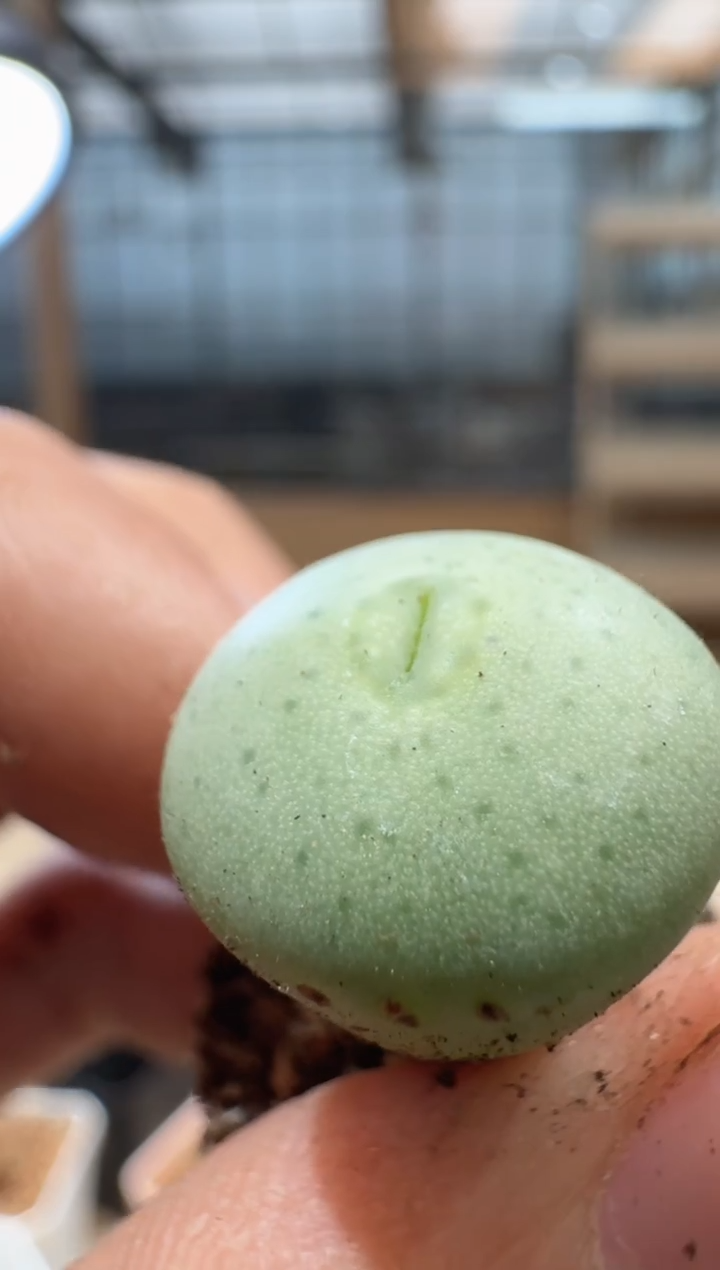 10-166多肉植物肉锥