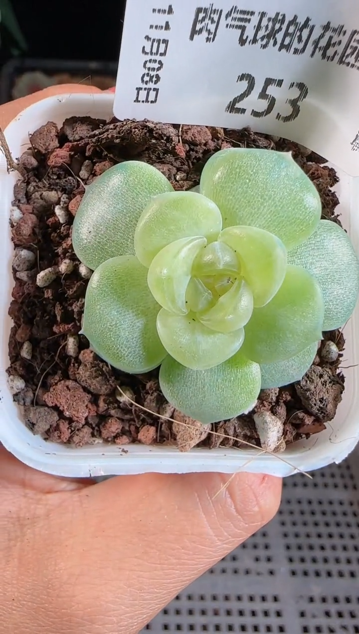 1108-253玉瑶麦秆群不包整