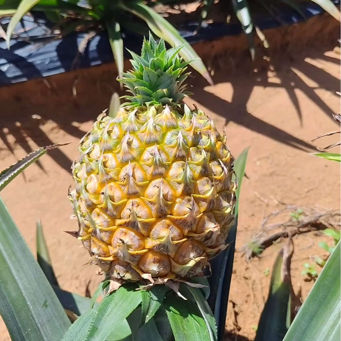 【双福翠宝宝】芒果凤梨 海南当季鲜果 纯甜多汁 只发川渝
