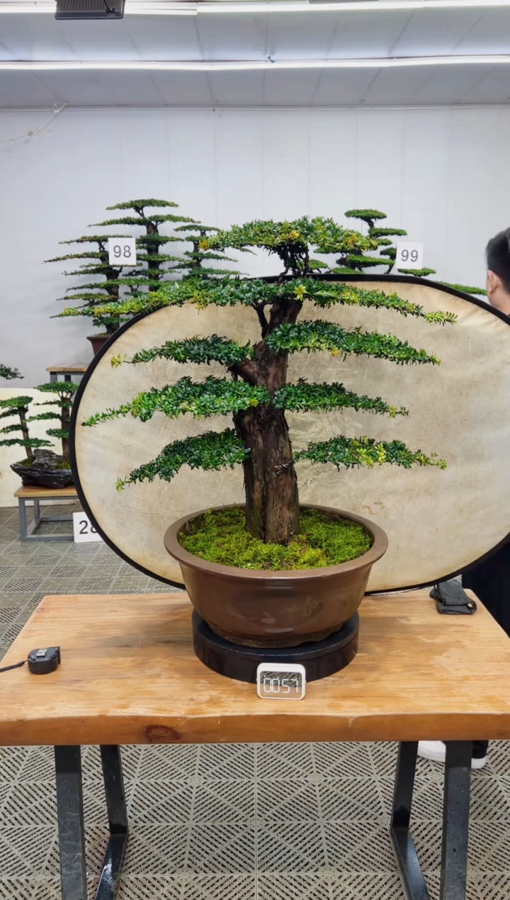 无花朵造型盆景一物一拍