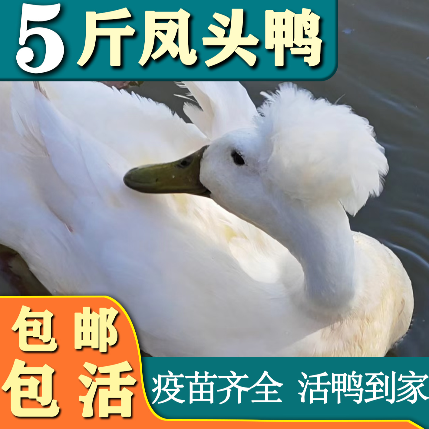 宠物凤头鸭包邮1只 5斤以上