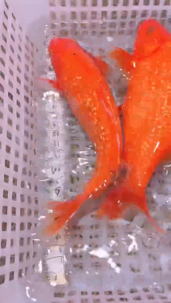 锦鲤冷水观赏鱼全场包邮202