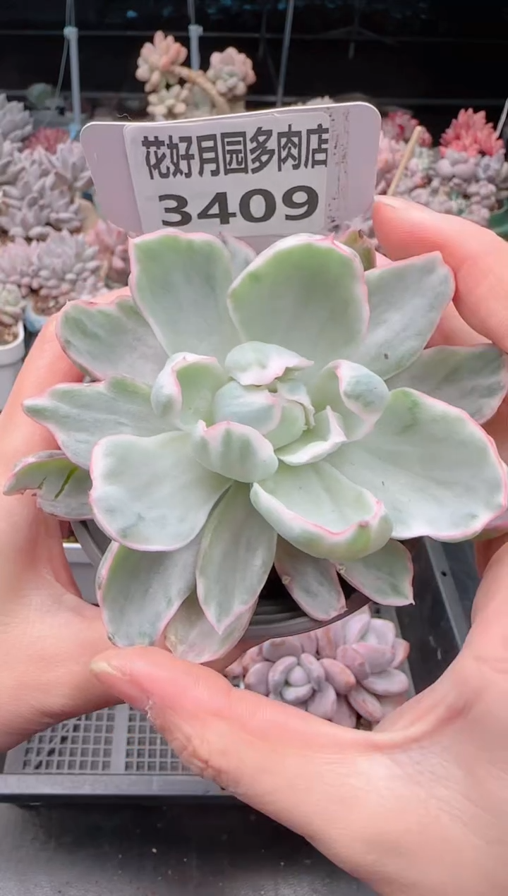 【闪购商品】3409.