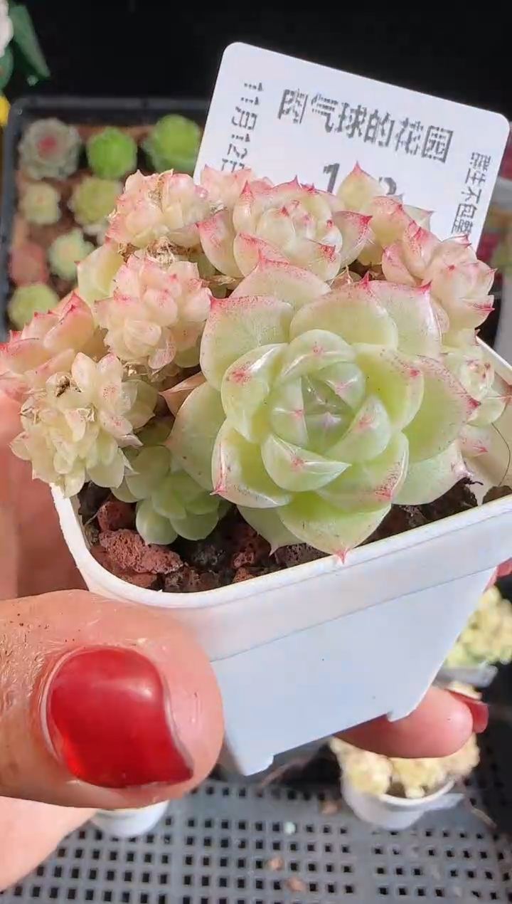 1112-103群生不包整