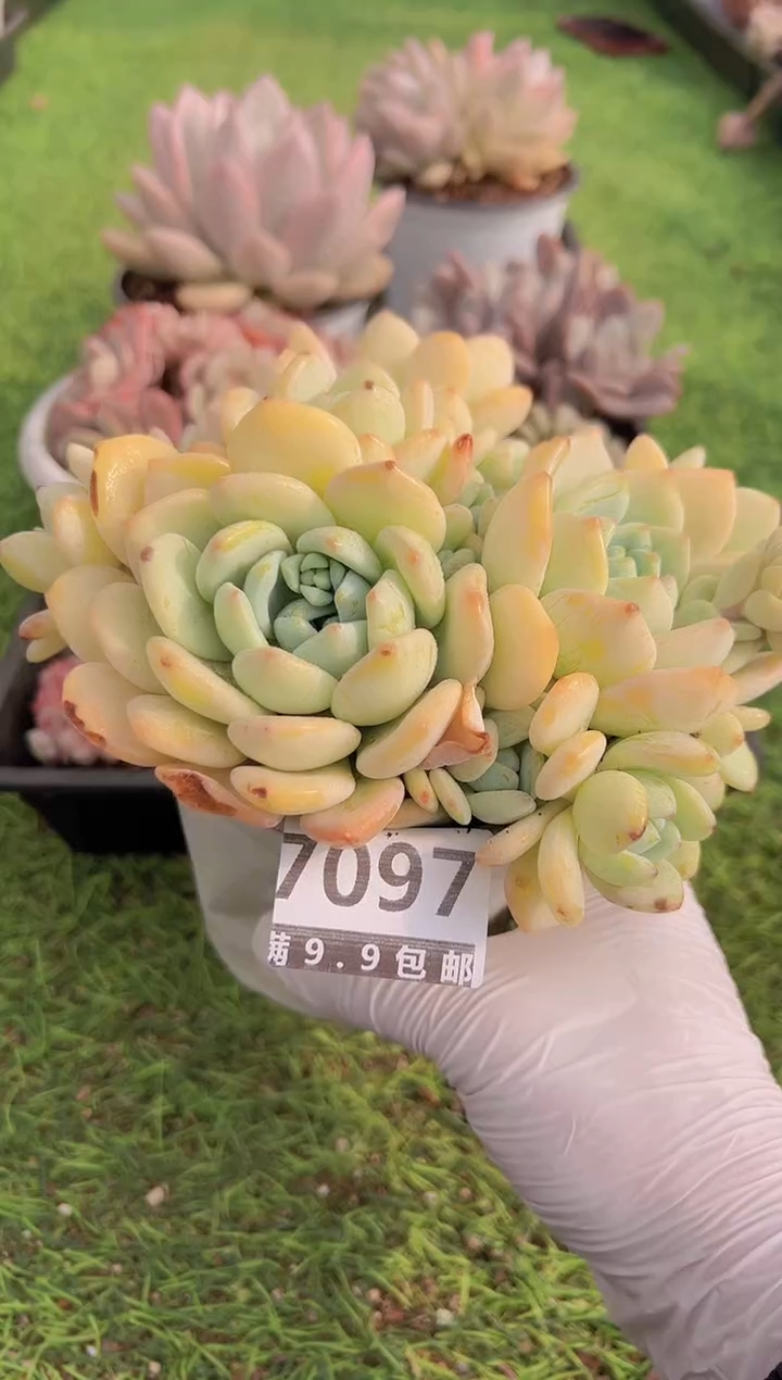 【闪购商品】信福多肉一物一拍