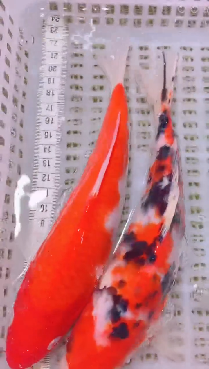 锦鲤冷水观赏鱼全场包邮247
