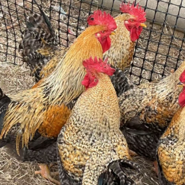 现杀活鸡农家散养整鸡发货 