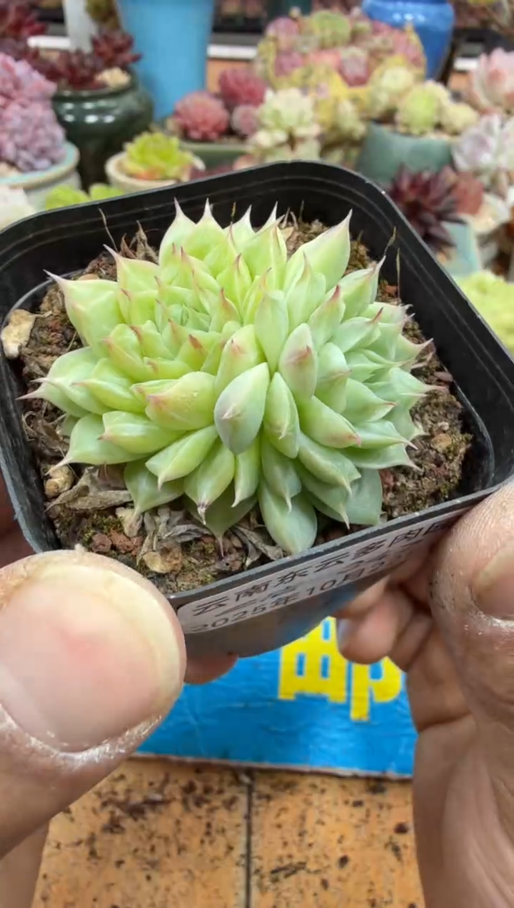 东云多肉园二店-347