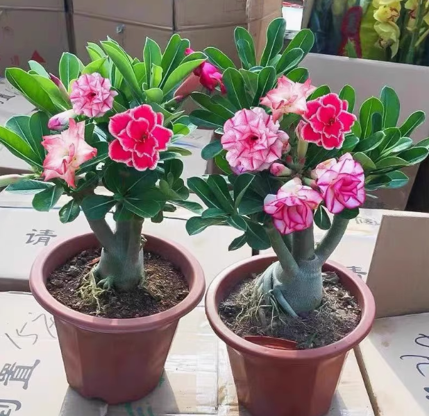 沙漠玫瑰盆栽花卉绿植耐旱耐热