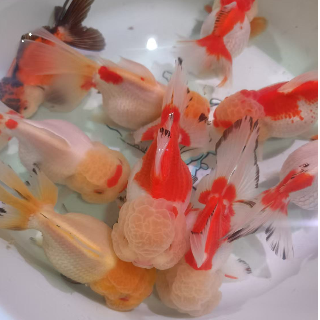 直播选鱼 非选鱼拍无效 观赏金鱼元宝泰狮拍开箱视频售后看详情页