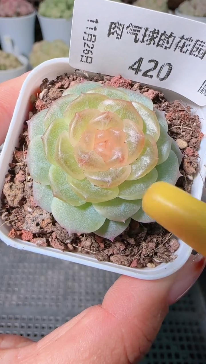 1126-420无尽灯群生不包整