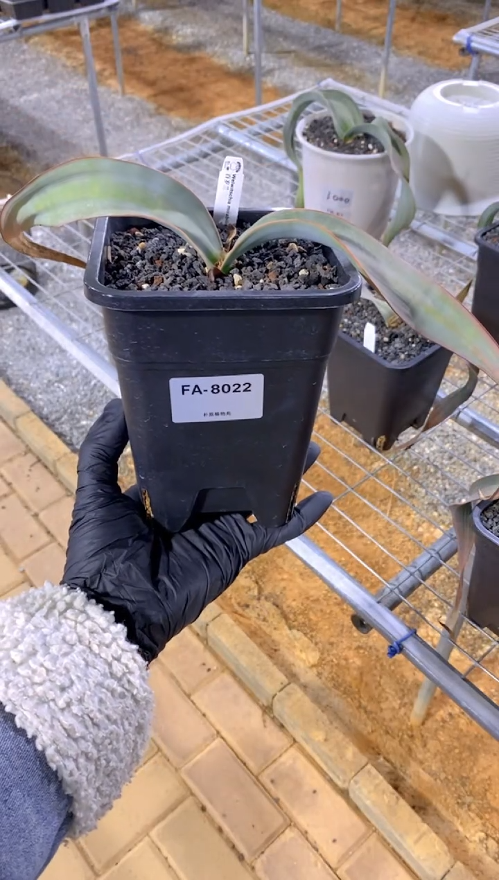 【闪购商品】百岁兰FA-8022
