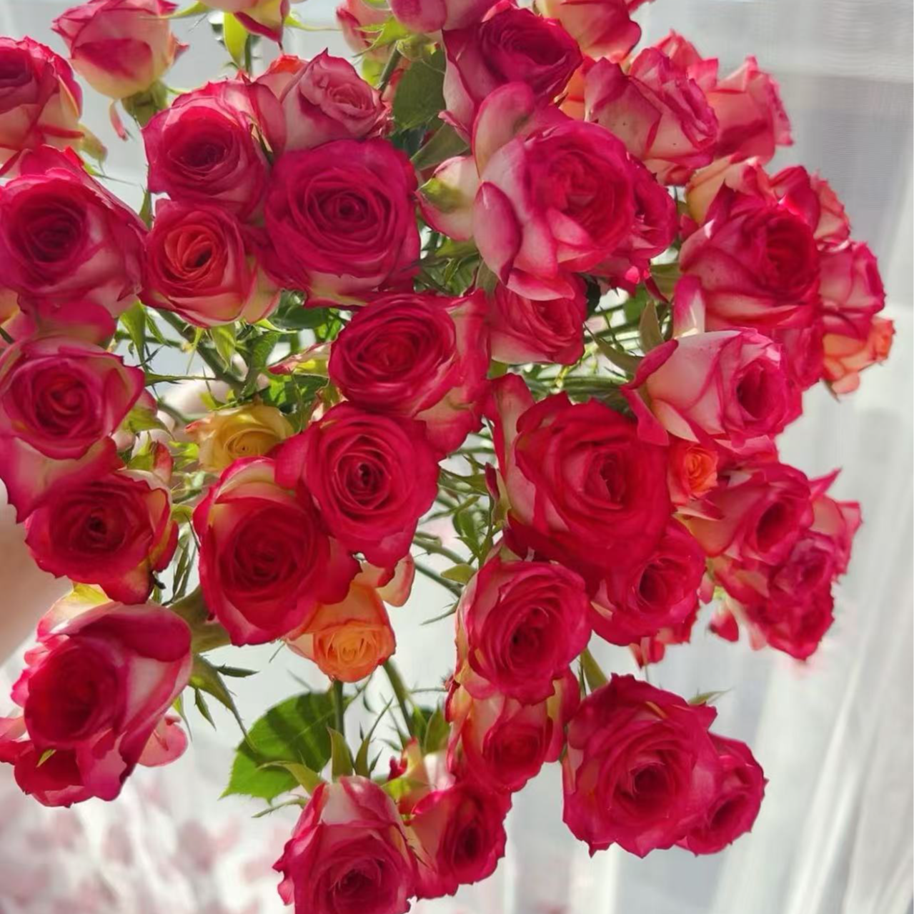 逸禾基地夏之舞多头玫瑰鲜花基地直采直发2单顺丰包邮含保鲜剂