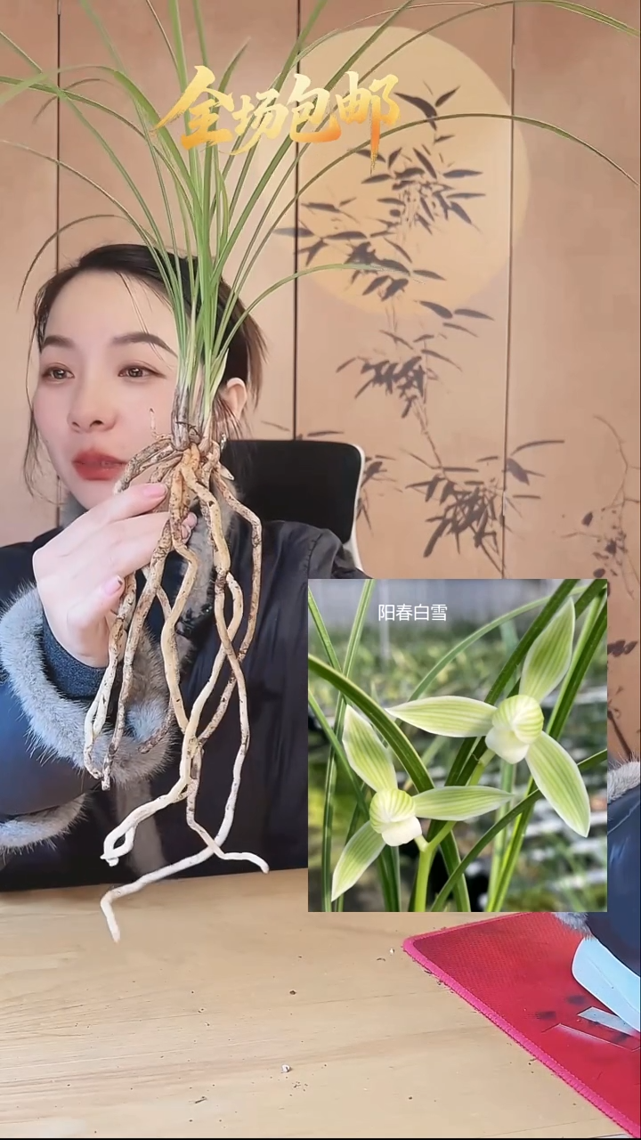 当前无花栽培后可以开花：阳春白雪