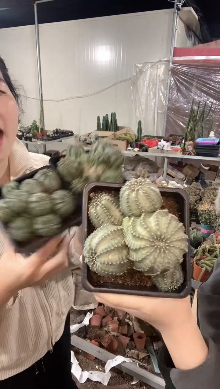 多头明石丸仙人球