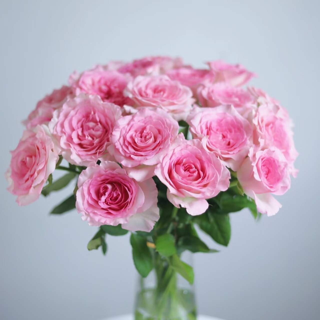 鲜花【洛神玫瑰】同地址两单顺丰/德邦空运+送10包保鲜剂