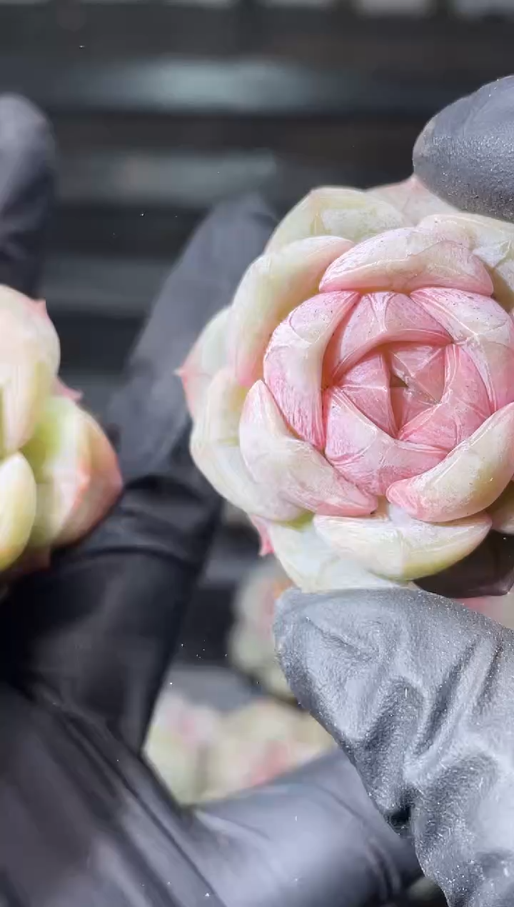  4-2朝雾3-4厘米量拍发一颗