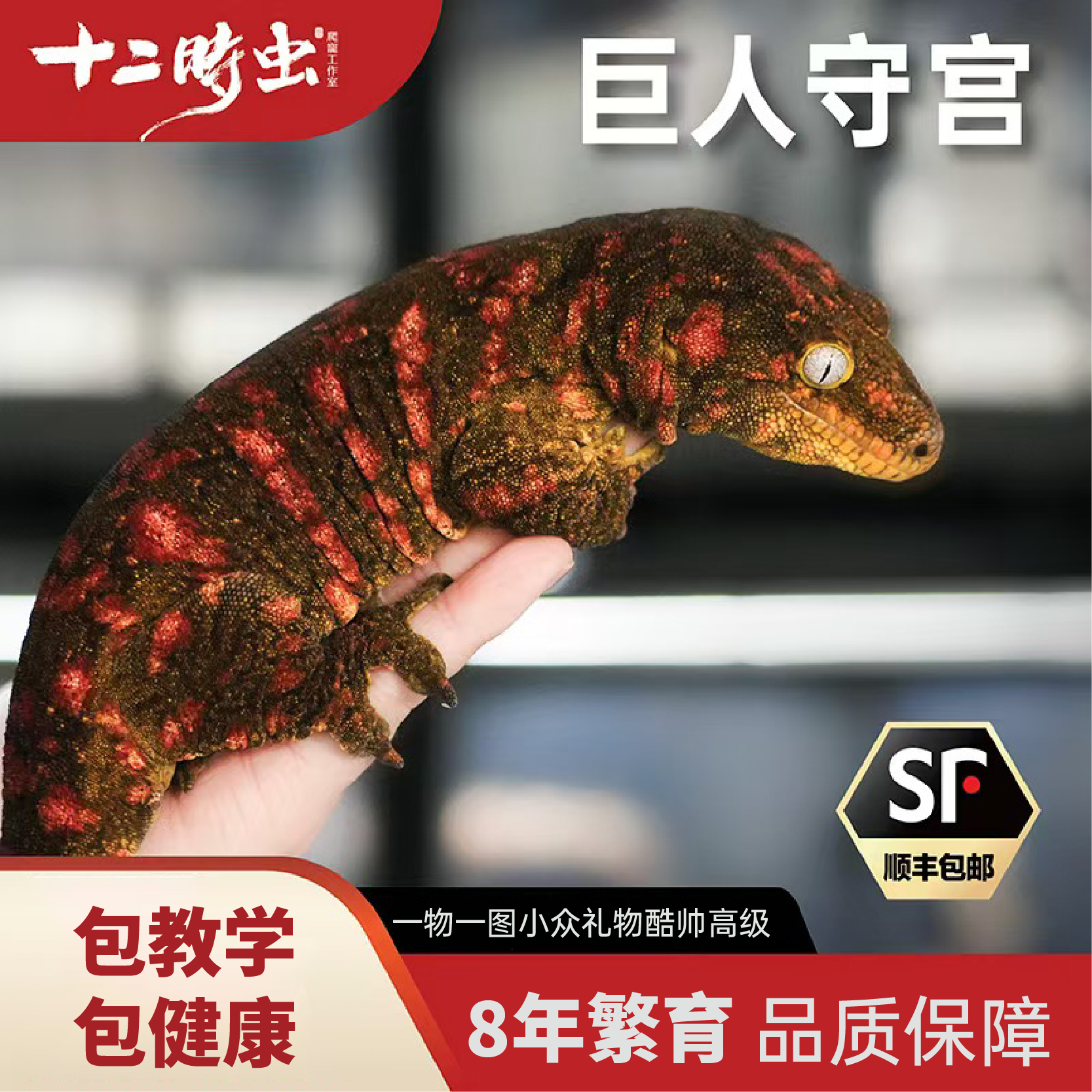 【十二时虫】巨人守宫爬宠活体爬宠爬宠饲养R属守宫蜥蜴