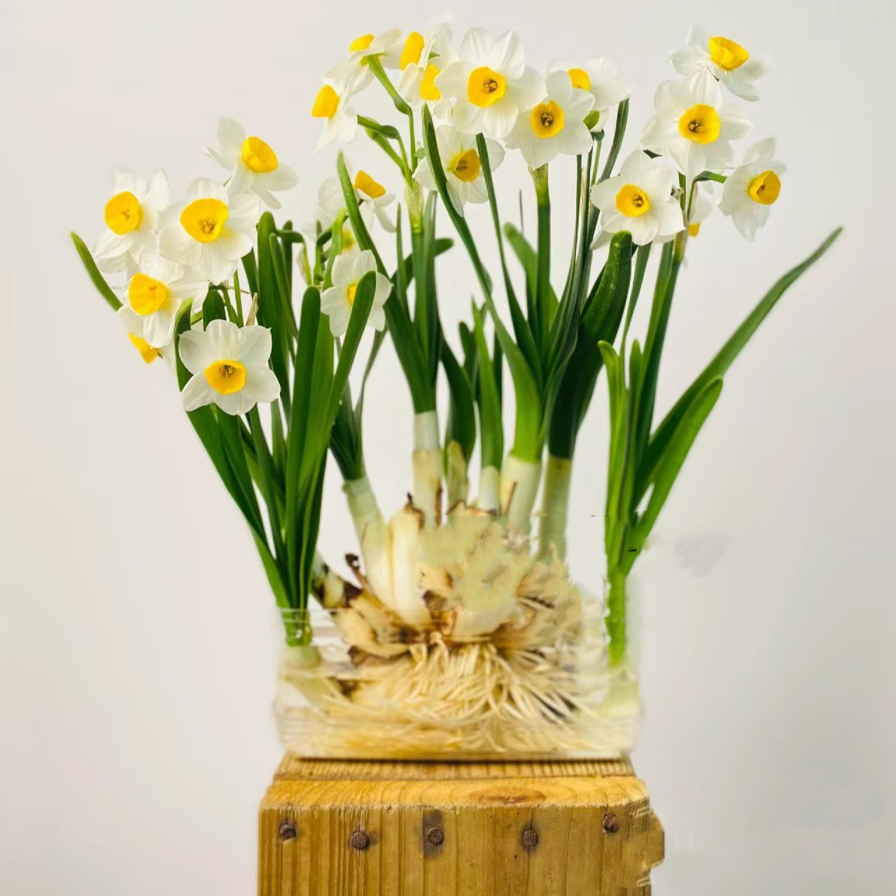 特大花王八字切漳州水仙花精选大球水培（泡水后）含盆阳台室内带芽