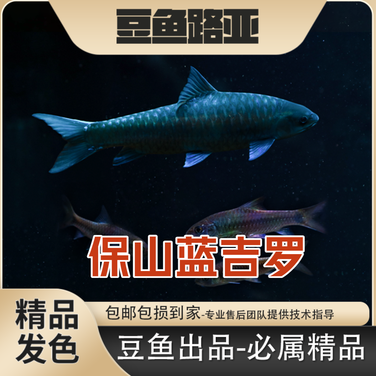 【豆爸618专属保山】清水河保山蓝吉罗吉罗鱼观赏鱼蓝吉罗观赏鱼