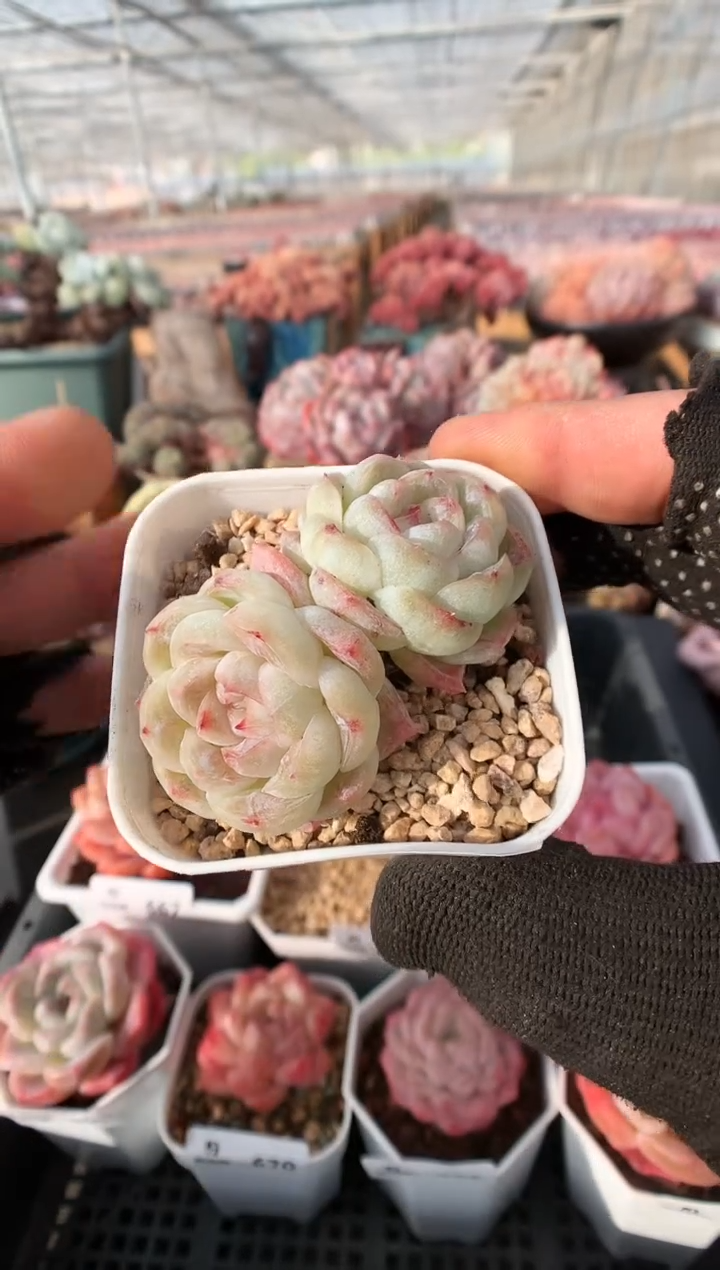 【闪购商品】674胖虎一物一拍