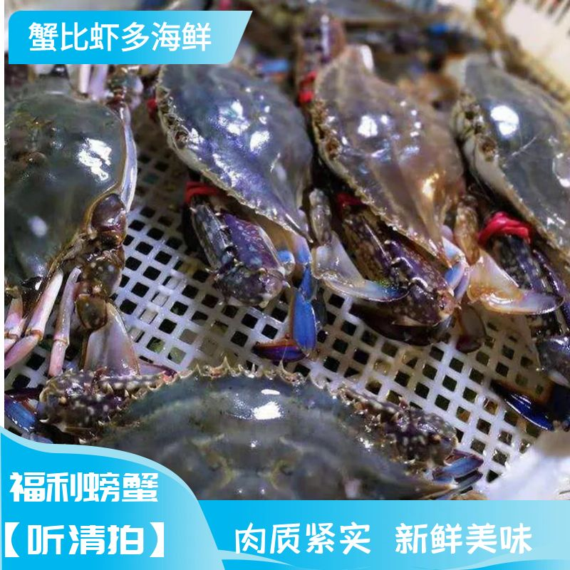 渤海湾梭子蟹福利蟹  3 斤 2-4 两/只【保鲜不保活】