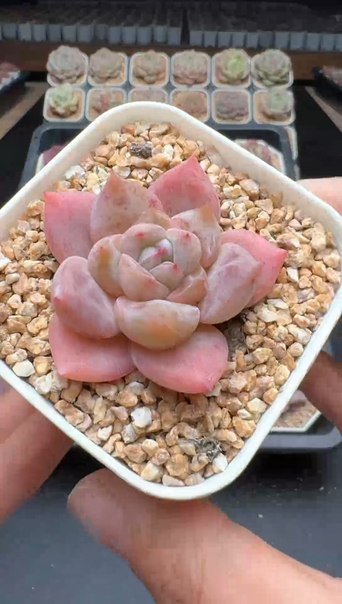 【闪购商品】142号一物一拍珍妮多肉花卉植物3颗起发