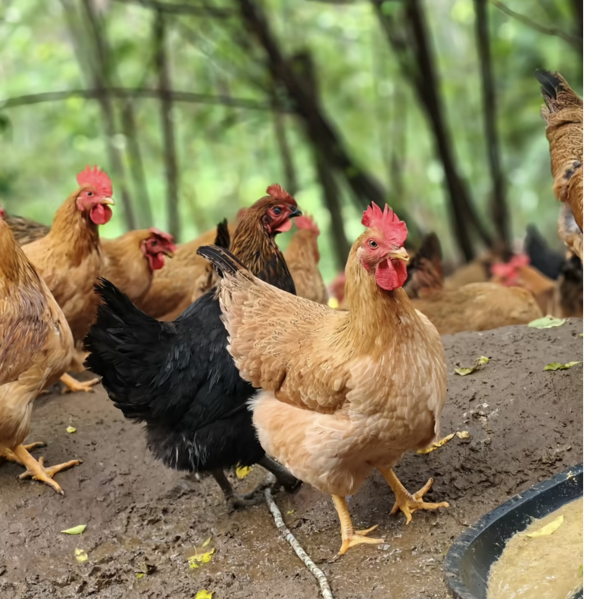 [到手8大只】正宗农家散养土鸡 一块发货，无激素.纯天然喂养