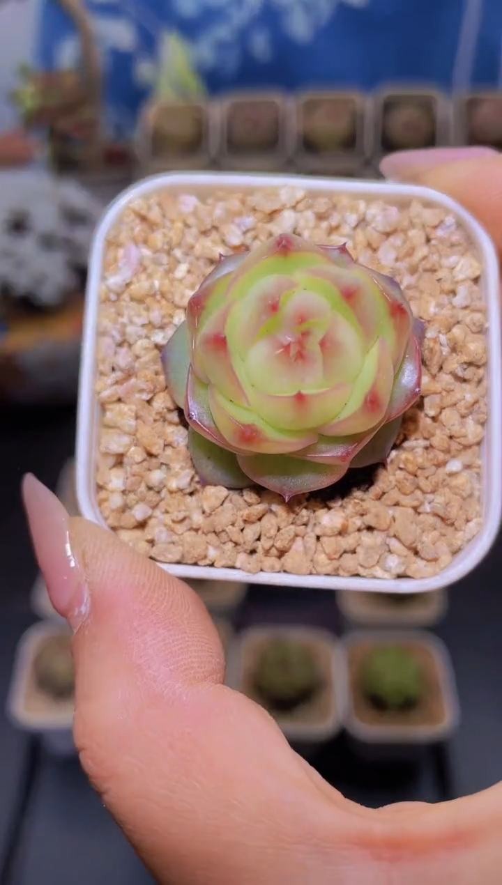 【闪购商品】042幻觉量拍一颗