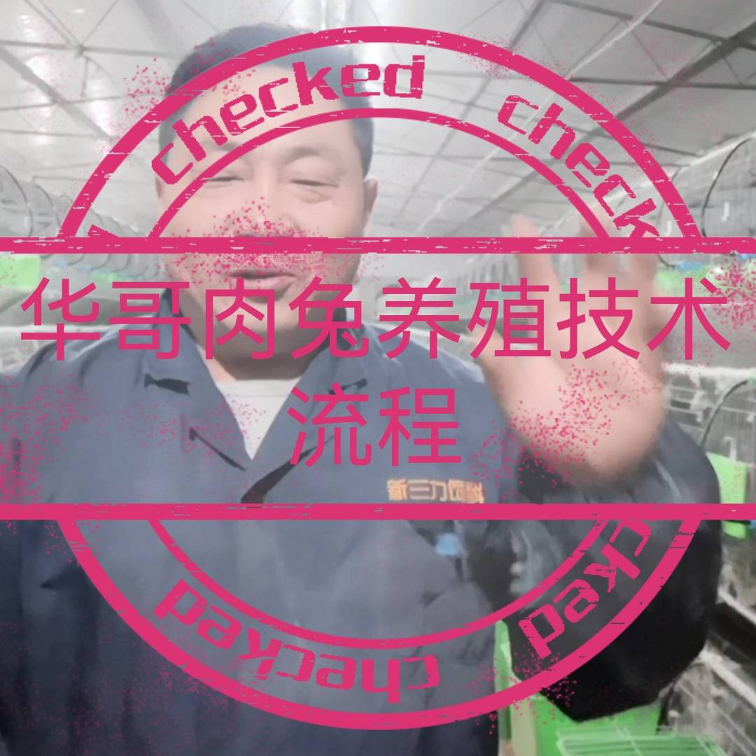 华哥肉兔养殖技术流程（留意短信解锁课程）