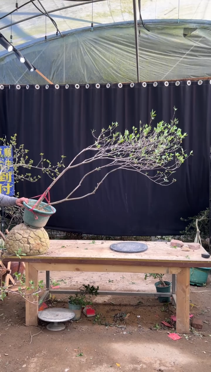 无花朵良*海岛栀子花