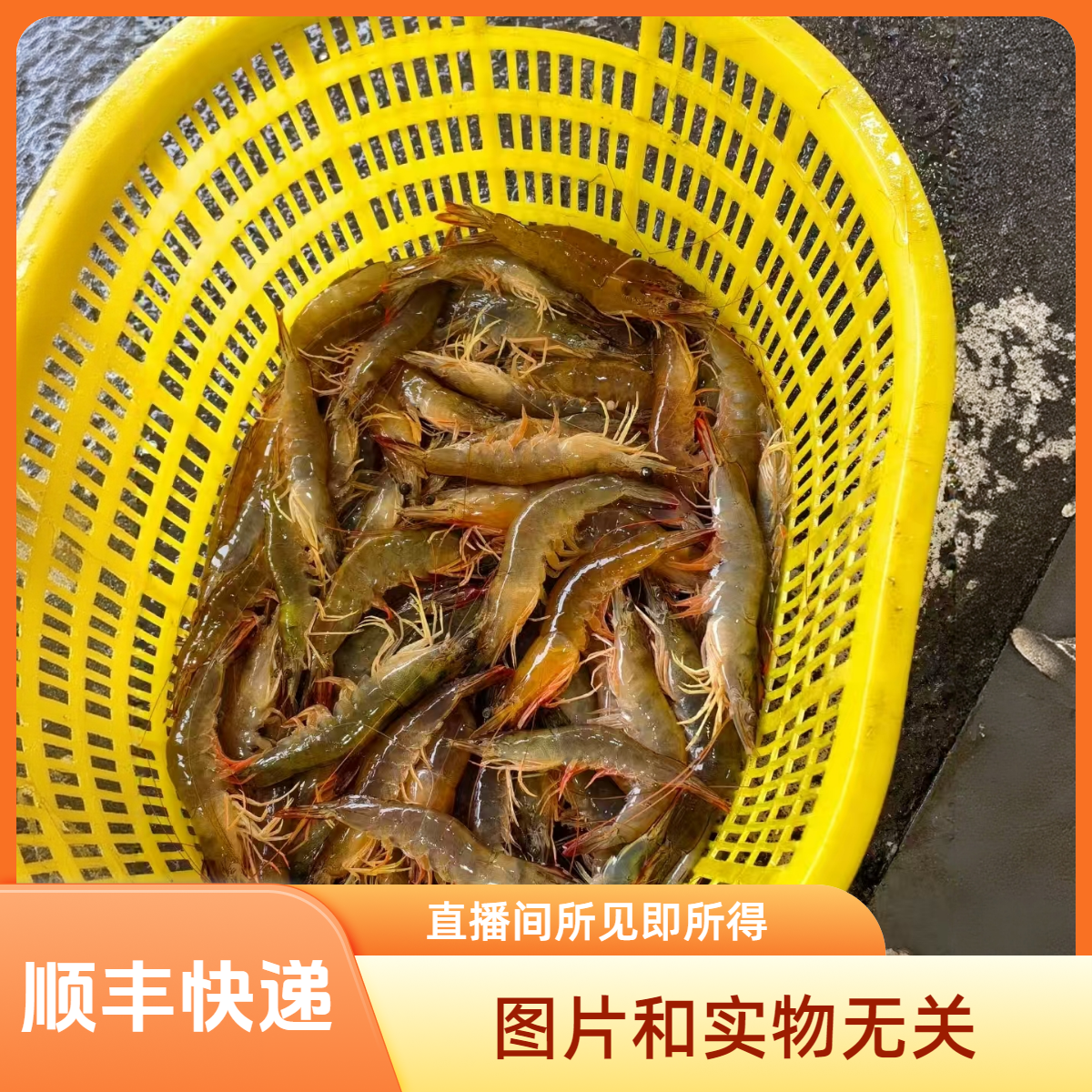 阳江海陵岛本港，海虾，三斤