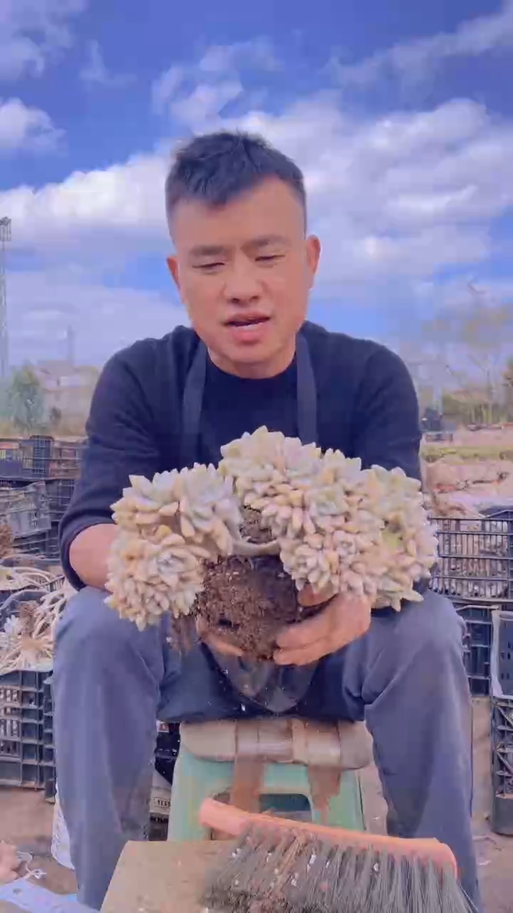 178淡雪缀化一物一拍