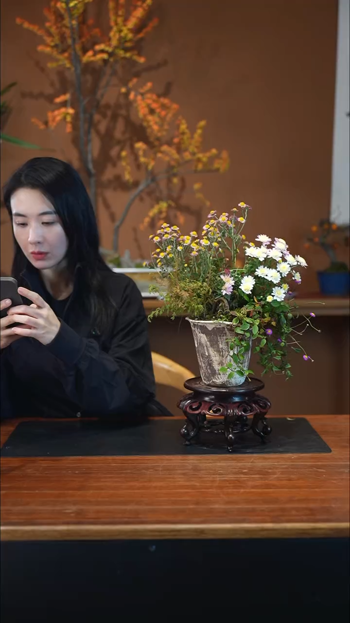 全部花朵山野草盆景盆景盆景