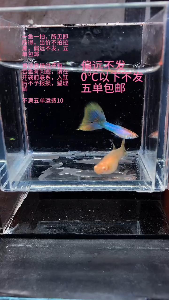 孔雀鱼孔雀鱼 09