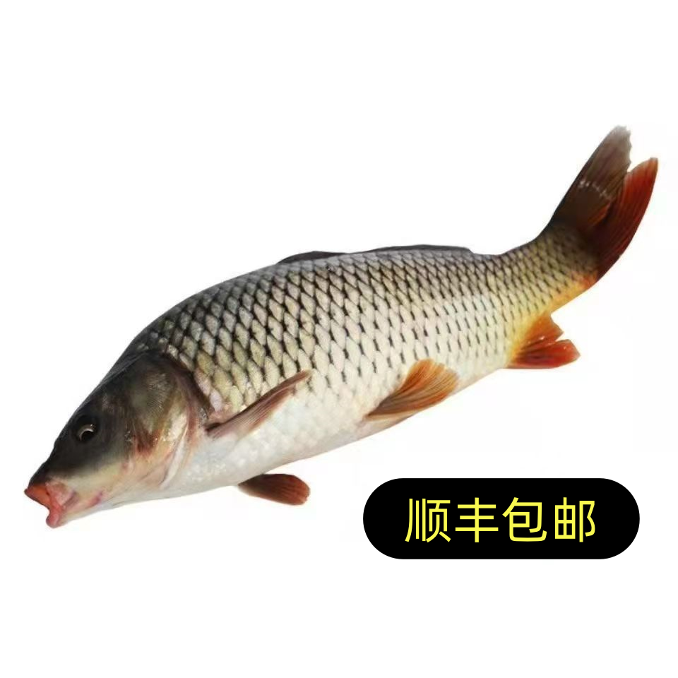 乌苏里江野生鲤鱼7-8斤（到手2-3条顺丰包邮）