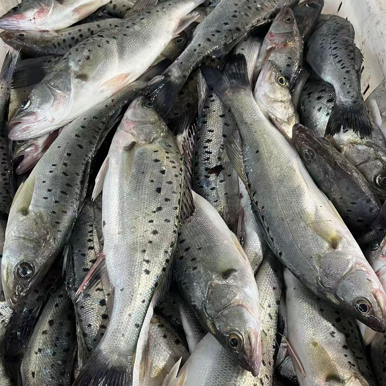 新鲜本地海鲈鱼捕捞发货顺丰京东包邮发货