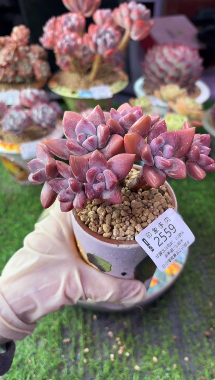 昆明印象多肉2559