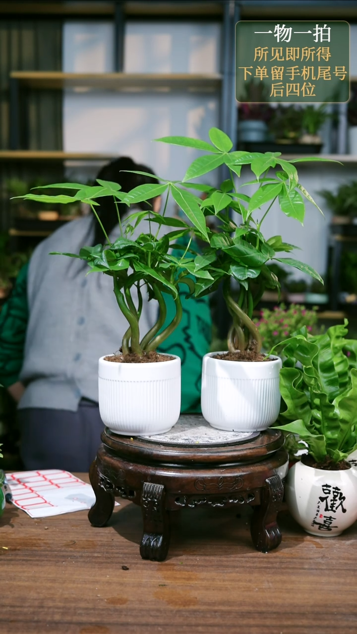 【闪购商品】4--发财树白条纹随机