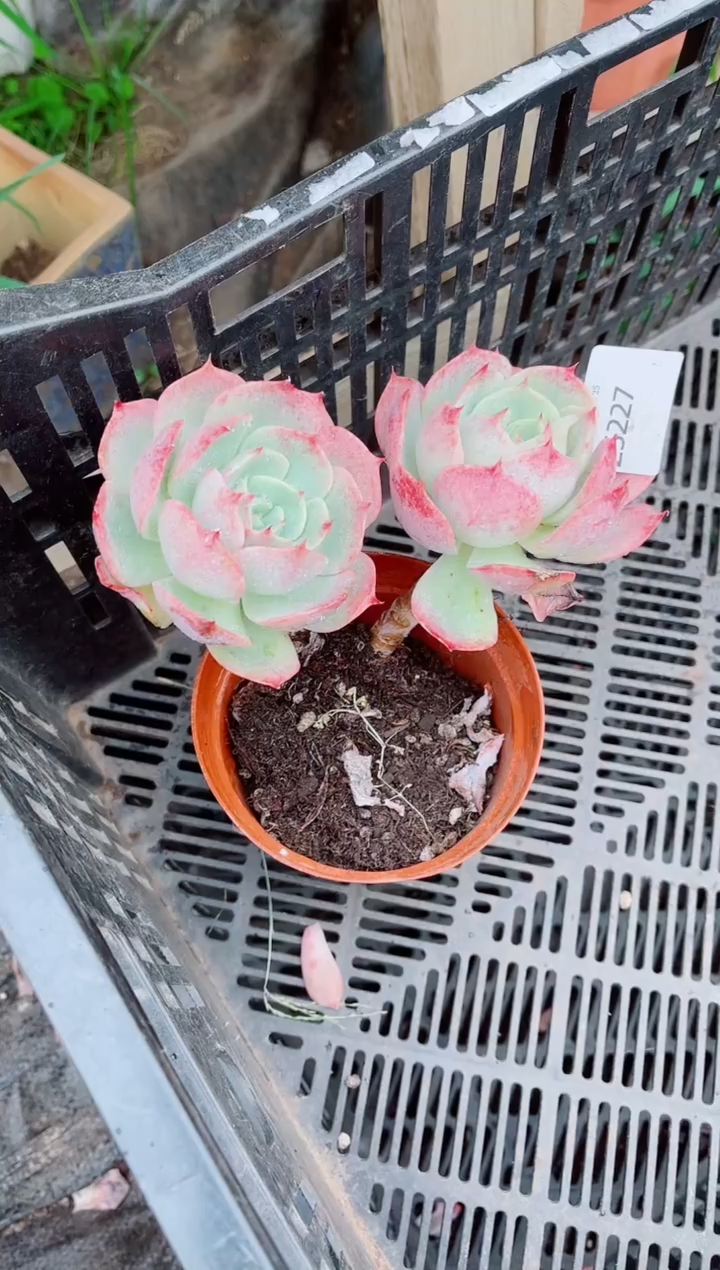 钱****?跃跃精品多肉25227