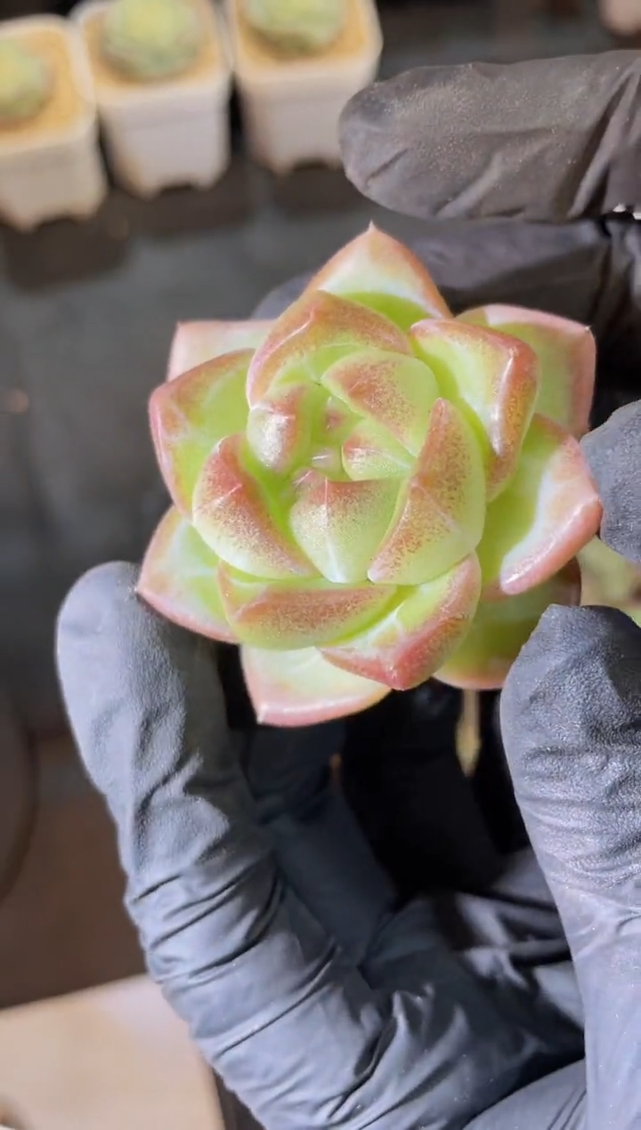 闪购1063 珠光宝气多肉一颗