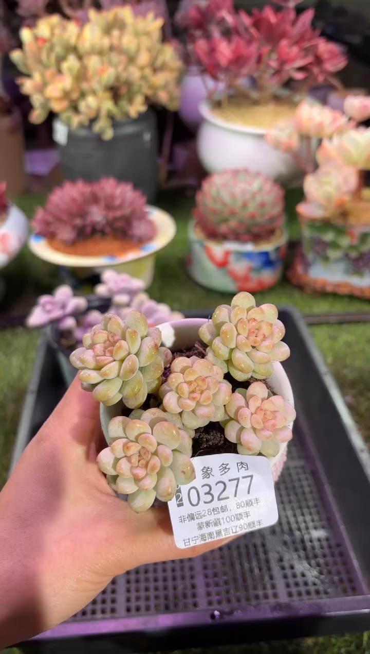 【闪购商品】03277