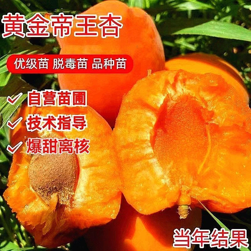 【抢!拍一发二】杏树苗特大帝王杏树苗耐旱耐寒果树